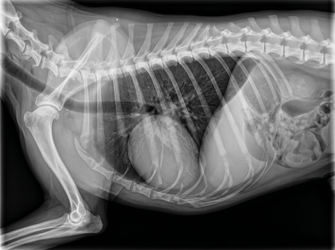 A canine thoracic radiograph, lateral view